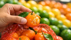 Mikan sebenarnya apa dalam bahasa Inggeris Ini beza mandarin, satsuma dan tangerine